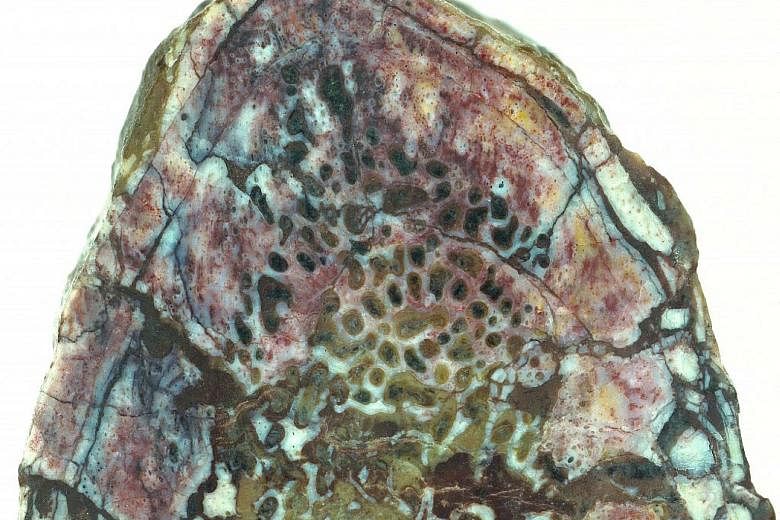 A cross-section of the 195 million-year-old Lufengosaurus rib where the proteins were found. Many of the vascular canals contain haematite, probably from the original blood.
