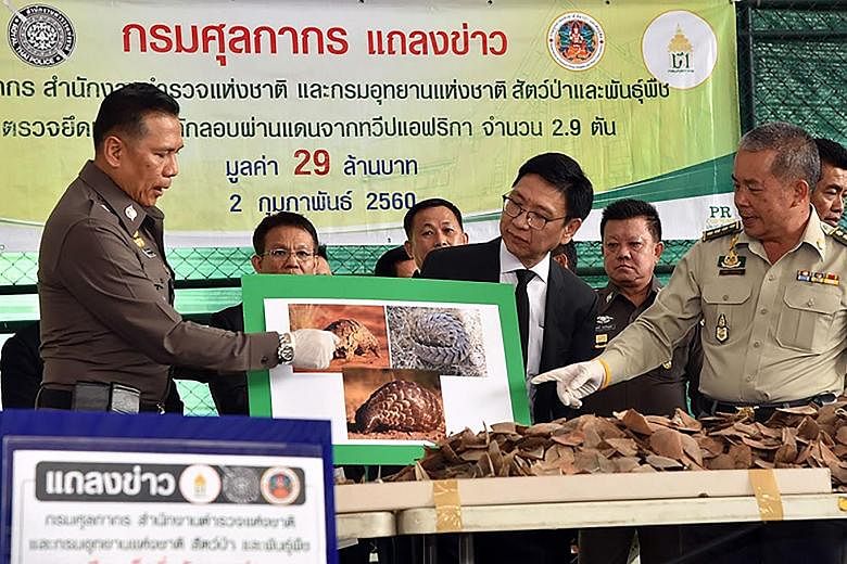 Thai Customs officials standing behind the scales, the "biggest lot" they have seized, in Bangkok. About 6,000 pangolins were estimated to have been killed for this haul bound for Laos.