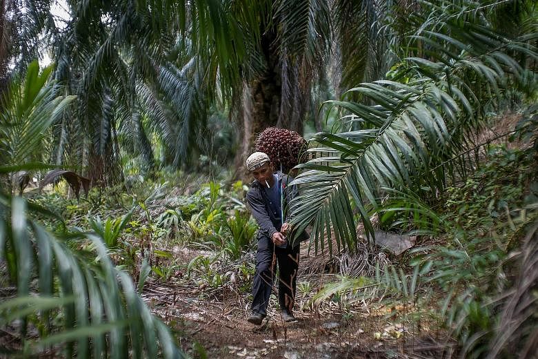 A worker carrying oil palm fruits at a Felda plantation in Klang, Malaysia. Felda settlers are disgruntled at how the agency is being run, and the opposition sees a golden opportunity to breach these "safe deposit" voter banks and secure votes for Ma