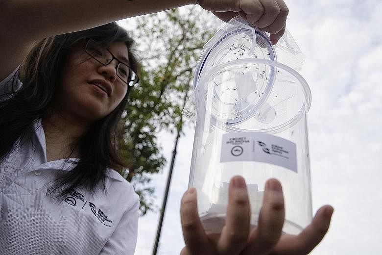 An employee of NEA's Environmental Health Institute releasing male Wolbachia- carrying Aedes aegypti mosquitoes in October last year. NEA started the field study at Braddell Heights, followed by Tampines West and Nee Soon East a month later.