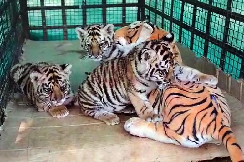 The tiger cubs, found in critical condition after the death of their mother, have been feeding from milk bottles fitted inside the toy tigress.