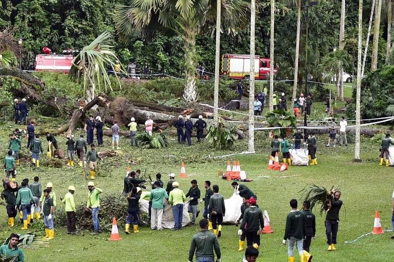 National Parks Board (NParks) and Singapore Civil Defence Force officers examining a 40m-tall tembusu tree at the Botanic Gardens which suddenly fell onto unsuspecting visitors yesterday at around 4.25pm, just 35 minutes before the start of a nearby 