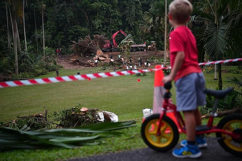 The remains of the fallen tembusu tree at the Botanic Gardens' Palm Valley yesterday, as many visitors went about their usual activities a day after the fatal incident there. NParks declared the rest of the Gardens safe to visit and will be conductin