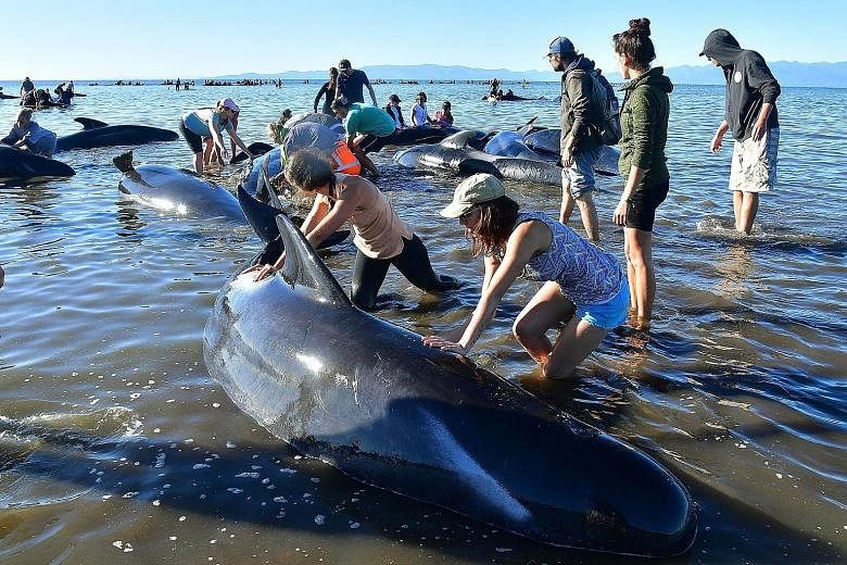 Volunteers caring for stranded pilot whales at Farewell Spit last Saturday. Rescuers are cautiously optimistic that the recent wave of mass beachings in New Zealand is over.