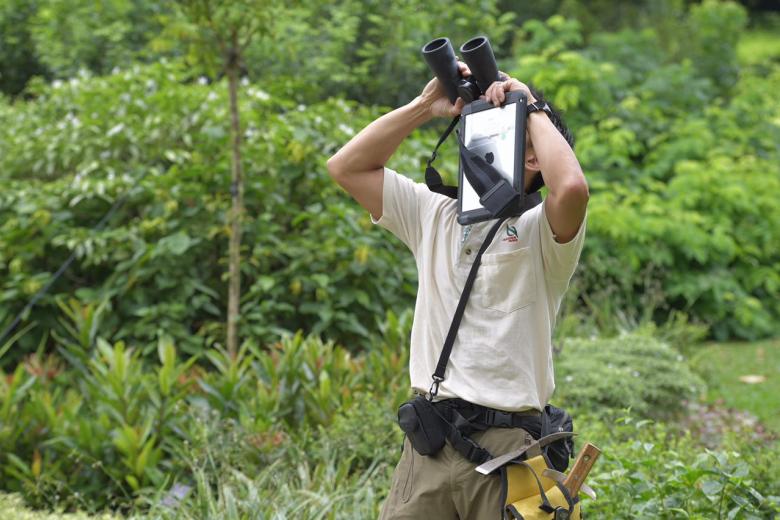 Tree inspection in Singapore in line with global standards NParks