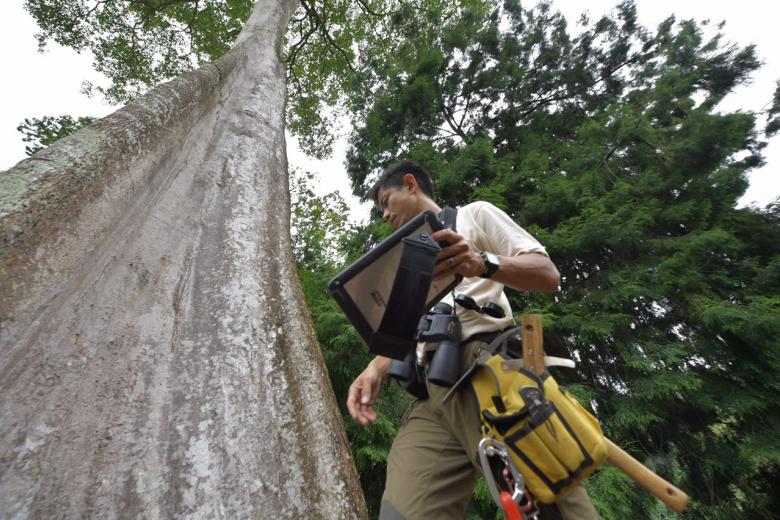 Tree inspection in Singapore in line with global standards NParks