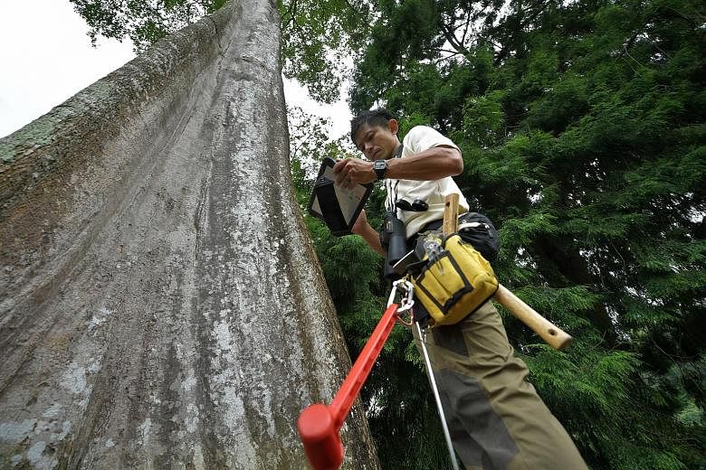 Arborist Clayton Lee (above), 37, does a first-level inspection - a visual ground-based assessment - of the Pulai Basong (right), one of the heritage trees at the Singapore Botanic Gardens. Upon identifying and locating the tree, he checks on things 