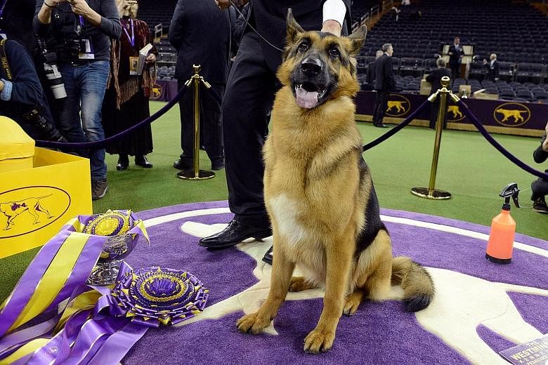 Rumor, a German shepherd and the winner of Best In Show at the 141st Westminster Kennel Club Dog Show, posing for photographers at Madison Square Garden in New York on Tuesday. It is the second German shepherd to win the US' most prestigious dog show