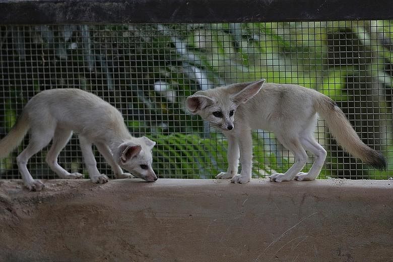 Far left: Three fennec foxes were born at the Night Safari last year. They will make their debut in the park's Creatures of the Night show. Left: Cotton-top tamarins are one of the smallest primates in the world and are critically endangered. Below: 