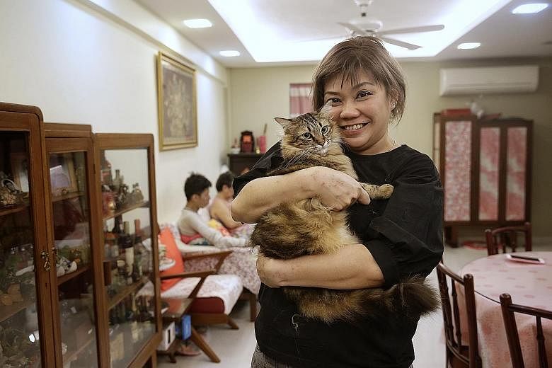 Sisters Vera (left), 11, and Victoria Chern, 13, with their two-year-old maltese Momo. Their father Oliver suggests that dog ownership rules could be adapted for cats. Ms Jocelyn Tan, seen here with her one-year-old cat Cookie, says responsible owner