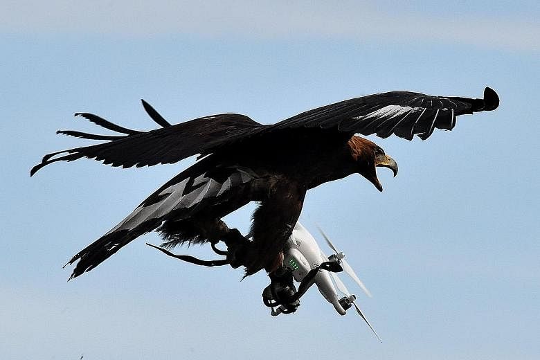 An eagle taking down a drone at Mont-de-Marsan airbase in France.