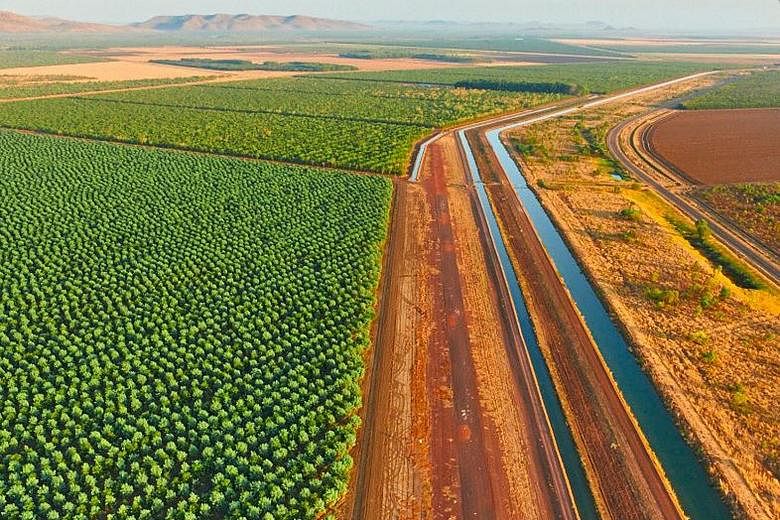 TFS plans to raise sandalwood output thirtyfold to 10,000 tonnes of timber a year from its 12,000ha of plantations in northern Australia, including a large plantation area in Kununurra (above).