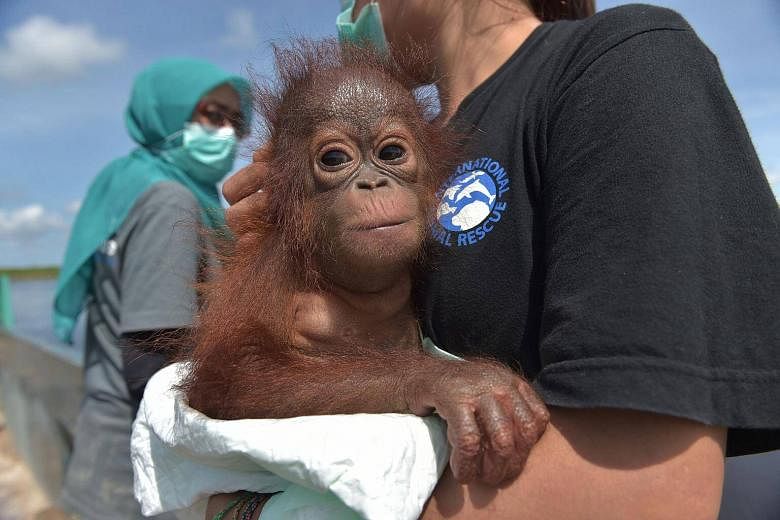 Baby orangutans rescued in Indonesia after being kept as a pets | The Straits Times