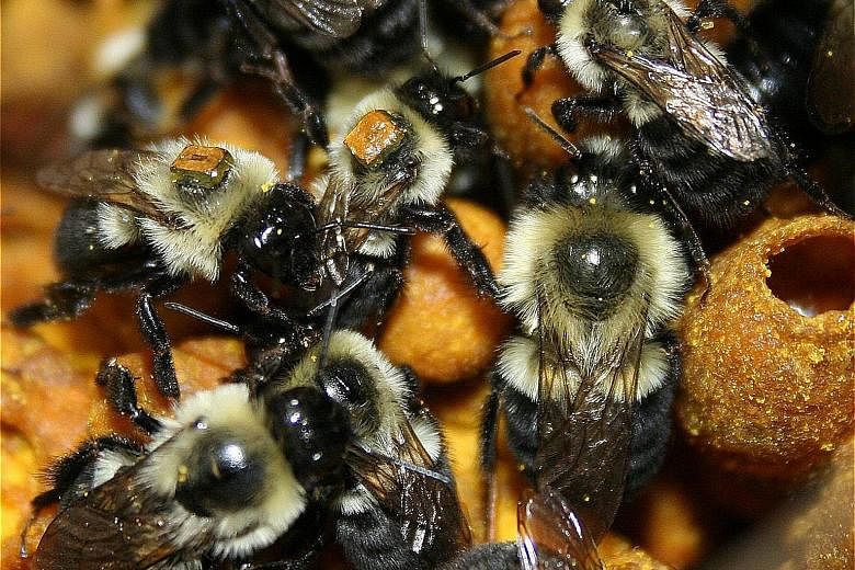 Worker bumble- bees, tagged with RFID chips, caring for the larvae. The chips allow scientists to keep tabs on the bees at all times.