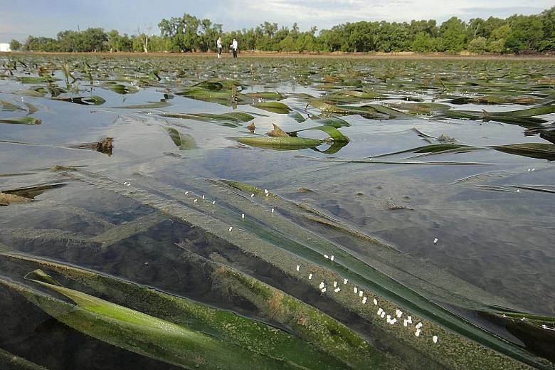 Seagrass meadows in front of a village in the Spermonde Archipelago in Indonesia. The plant can fight diseases, according to a recent study. However, nearly one-third of seagrass meadows have died since the 19th century.