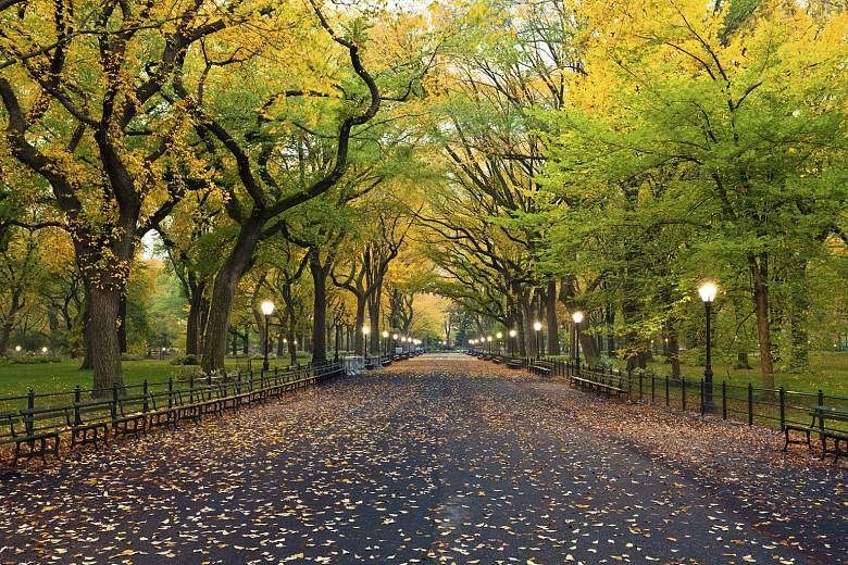 Fly to New York on Emirates and take in the sights and sounds of Central Park.