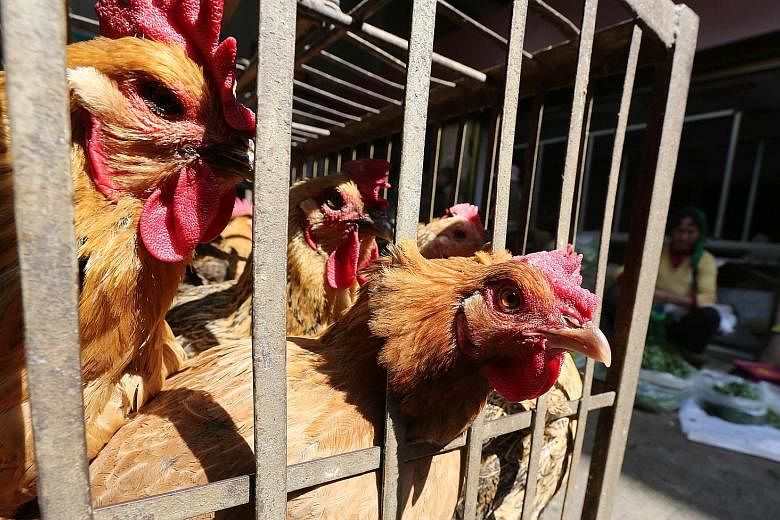 China has confirmed five bird flu outbreaks among poultry this winter, which has led to the culling of more than 175,000 birds.