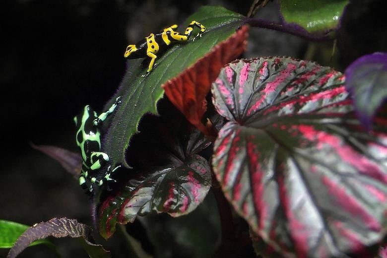 The blue poison arrow frog, the yellow-headed poison frog, the green and black poison arrow frog and the Amazonian poison frog (bottom) are among the five species of poison arrow frogs that will be showcased at the S.E.A. Aquarium's Central and South