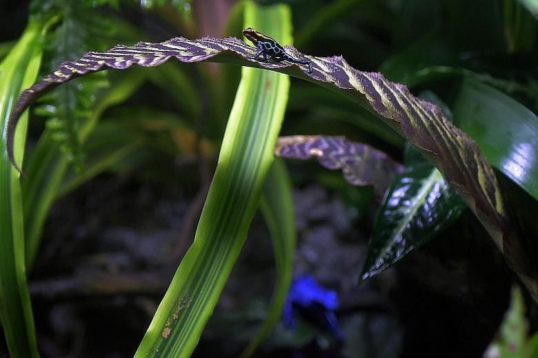 The blue poison arrow frog, the yellow-headed poison frog, the green and black poison arrow frog and the Amazonian poison frog (bottom) are among the five species of poison arrow frogs that will be showcased at the S.E.A. Aquarium's Central and South