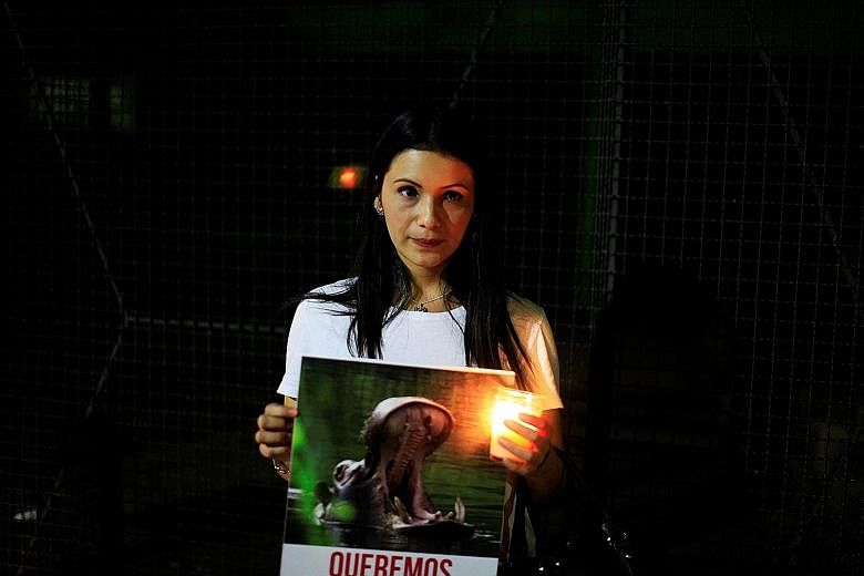 A demonstrator in San Salvador with a photo of Gustavito, a 15-year-old hippo which died in the National Zoological Park in eastern San Salvador last month. The zoo claimed that the animal was killed in a stabbing attack but a workers' union said the