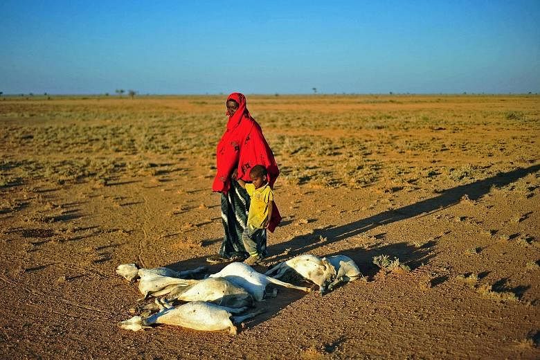 Dead goats in a parched north-eastern Somalia last December. Drought has caused widespread food shortage and a UN agency estimates that up to 270,000 children will suffer from severe malnutrition.