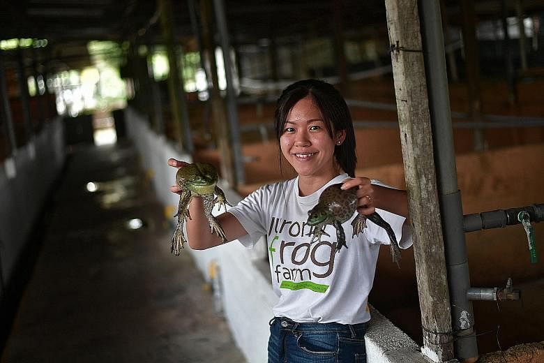 Jurong Frog Farm director Chelsea Wan with two American bullfrogs at her farm. Minister of State Koh Poh Koon yesterday provided details of the plan to improve the local farming sector.