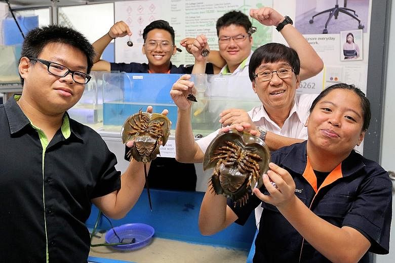 ITE College West lecturer Hoo Pek Teng with students (clockwise from bottom right) Nurul Hanna Abdul Yakob and Dave Chong, both 19, Eunos Chong, 18, and Douglas Yii, 21, who successfully bred horseshoe crabs in a project.