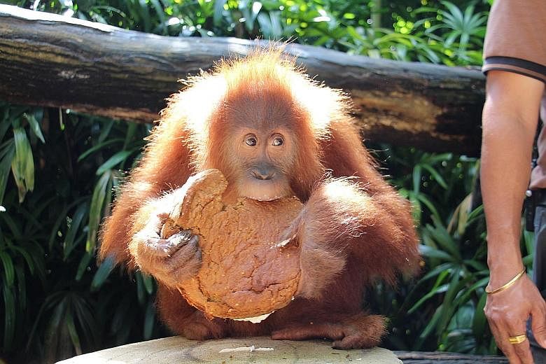 The Singapore Zoo's Ah Meng the orang utan celebrated her sixth birthday yesterday with a scrumptious - but healthy - carrot cake studded with blueberries and topped with a nut-based icing. The non-dairy and low-sugar treat adhered to strict specific
