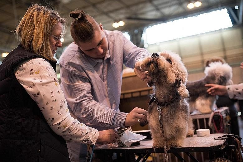 A dandie dinmont terrier getting primped at the Crufts show in Birmingham on Thursday. A centuries-old Scottish hunting breed that bears the name of a character from a Walter Scott novel, the small but feisty dandies are dwindling in number and have 