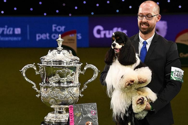 Miami, an American cocker spaniel, has won the top prize at Britain's Crufts dog show in Birmingham. The black, white and brown gun dog, whose full name is Afterglow Miami Ink, was crowned Best In Show on Sunday after four days of competing with near