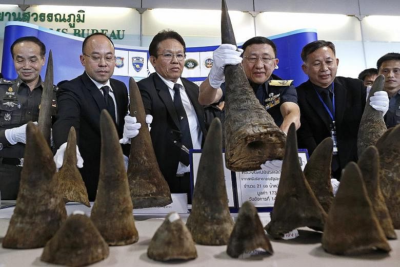 Thai Customs officers displaying seized rhino horns during a press conference at Suvarnabhumi Airport on the outskirts of Bangkok on Tuesday. The authorities seized 21 pieces of rhino horns weighing 49.4kg, with an estimated worth of 173 million baht