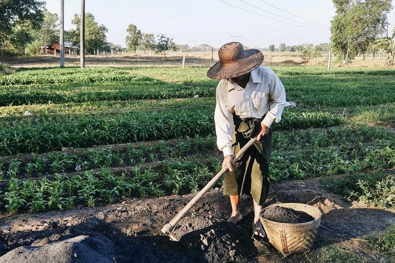 Myanmar farmer U Ko Aye starts work every day at sunrise, takes a lunch break at 11am and leaves the fields only at sunset. The 59-year-old diversifies his crops: harvesting rice twice a year and growing mustard and watercress, which take only a mont