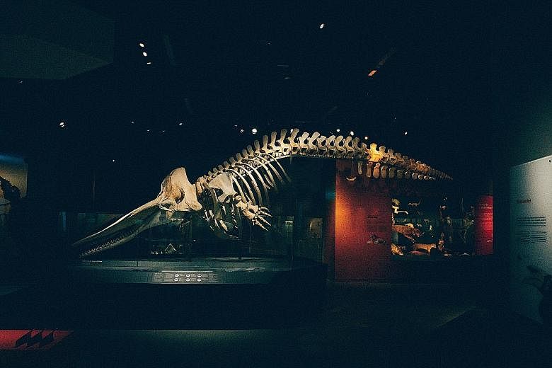 Museum staff worked round the clock to preserve the skeleton of the sperm whale. It is now a major attraction in the Lee Kong Chian Natural History Museum. The carcass of the sperm whale was found floating off Jurong Island two years ago. It is the f
