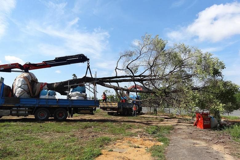 The tree being taken on a lorry crane to a holding area, part of which will be converted into the future Bidadari Park.