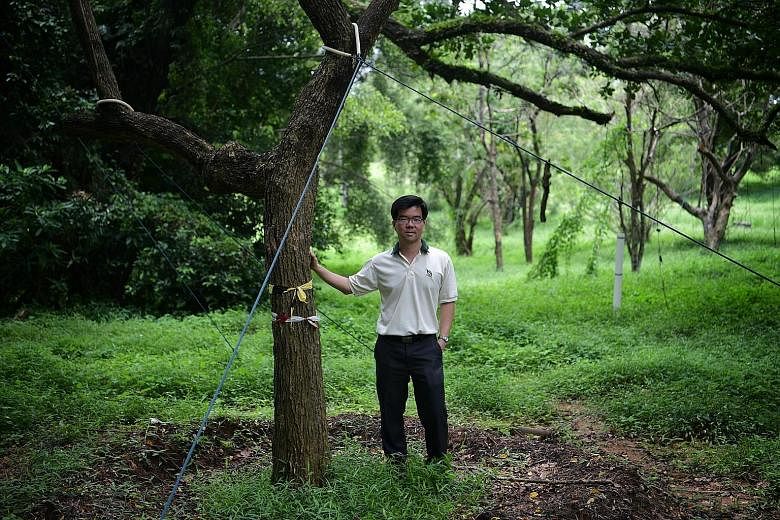 NParks streetscape group director Oh Cheow Sheng with a transplanted mango tree at the Bidadari holding area. While most of the trees to be removed will end up as material for mulching, biofuel and recycling, a small proportion will be salvaged. Thes