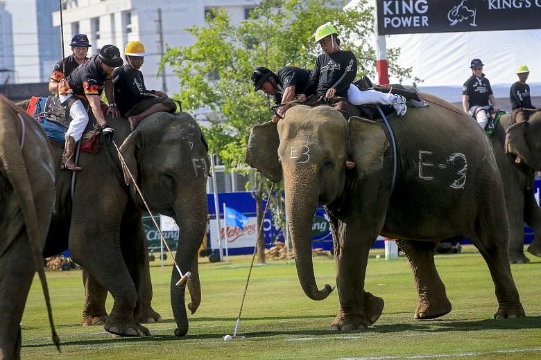 Bear elephants. Слоновье поло. Поло на слонах. Игра в поло на слонах. Слоны в Шотландии.