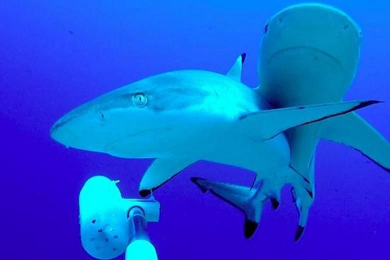 Researchers found that human interaction does not have any long-term behavioural impact on sharks.