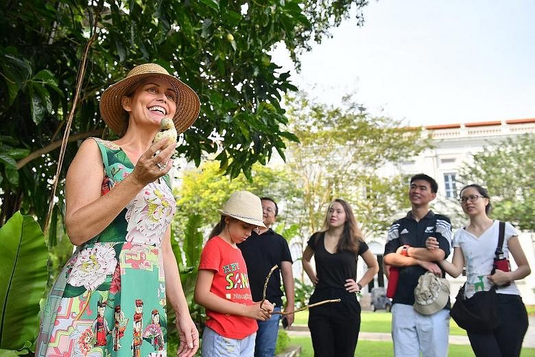 Mrs Kristine Oustrup Laureijs introducing the noni fruit to her tour group outside the National Museum of Singapore last month. Since rules forbid the plucking of living plants, she gets her samples from acquaintances who own the plants.