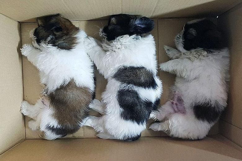 The puppies were found in a modified fuel tank (left) of a Malaysia- registered car at Woodlands Checkpoint on Thursday. The Malaysian driver, the vehicle and the puppies have been referred to AVA, and investigations are ongoing.
