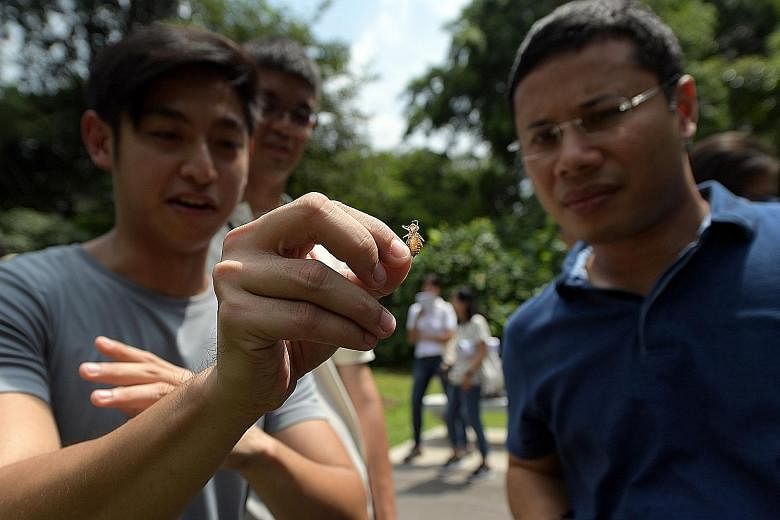 Senior Minister of State for Home Affairs and National Development Desmond Lee examining the moult of a dragonfly held by life sciences student Sean Yap at Kent Ridge Park yesterday. "We need everyone to be custodians and stewards of the natural heri