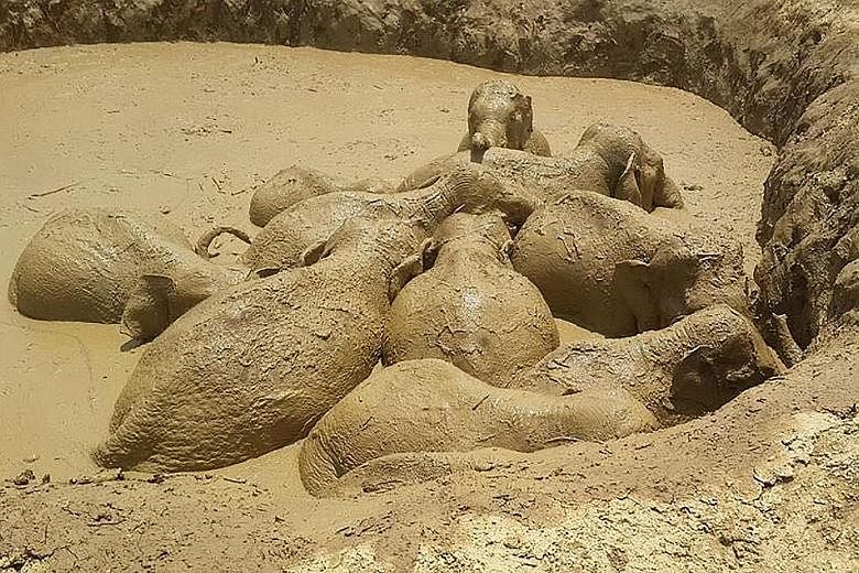 Trapped elephants wallowing in a mud-filled bomb crater in eastern Cambodia's Mondulkiri province, in this recent undated photo released on Saturday by the province's environmental office. Eleven wild elephants, including a baby, were rescued on Satu