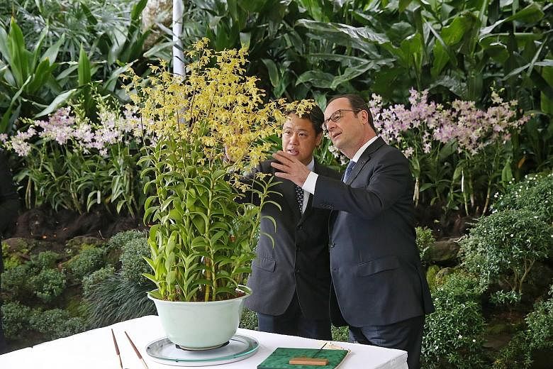 Mr Hollande viewing the Dendrobium Francois Hollande, a hybrid species named after him, with National Parks Board CEO Kenneth Er at the National Orchid Garden yesterday.