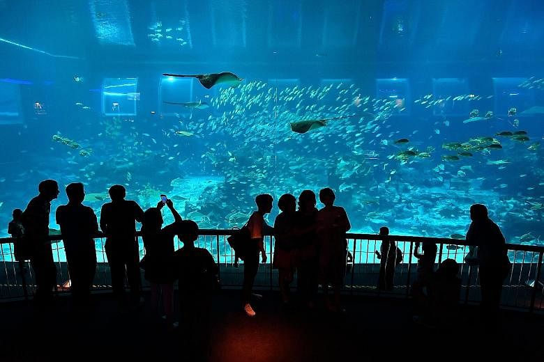 The S.E.A. Aquarium opened in 2012 and welcomed its 10 millionth visitor yesterday. From now till April 9, children aged between four and 12 visiting the aquarium on a one-day ticket will enjoy a free upgrade to a child annual pass. Mr Samuel Ang, hi