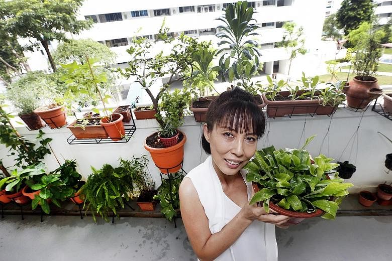Ms Kit Yong with her Sand Ginger herb. She has about 80 pots of plants, and she spends about 15 to 20 minutes watering them every morning. Passion fruit (top) and blackberry (above) plants can be found along the corridor outside Ms Yong's flat in Tam