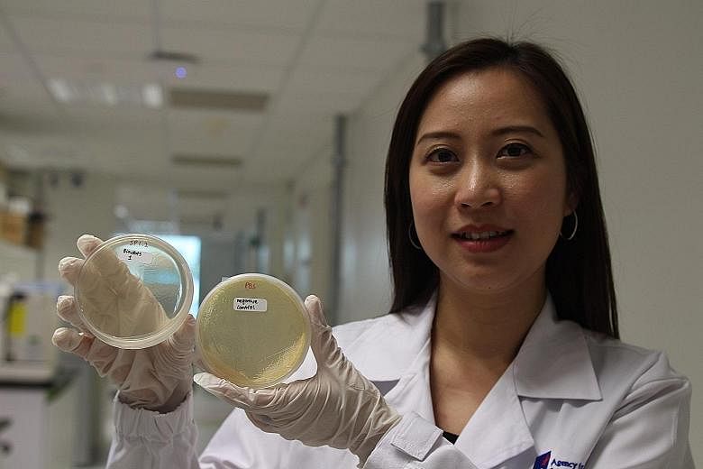 Dr Tan's team has developed both a bio-silver hybrid material and a similar material that uses only biological molecules to kill germs.