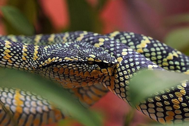 While baby temple pitvipers start off as green snakes, the females grow to be much larger than the males and sport black, white and yellow scales.