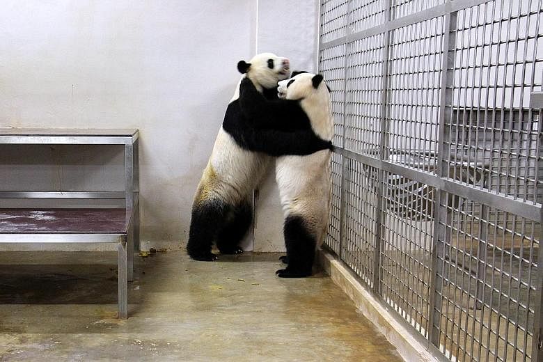 Giant pandas Kai Kai and Jia Jia engaging in a courtship dance yesterday in their den at the River Safari. Keepers and veterinarians are hoping they will mate successfully this season, after having failed to do so in the previous two years. This time