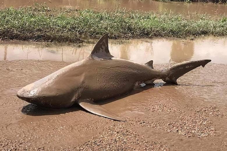 A bull shark found lying on a road near the town of Ayr in Queensland after Cyclone Debbie slammed through the state.