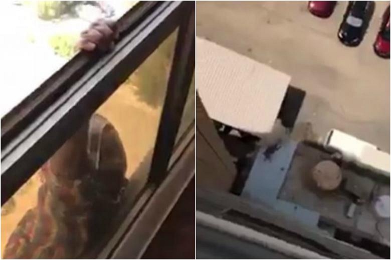 Woman in Kuwait films her maid falling from window instead of helping ...