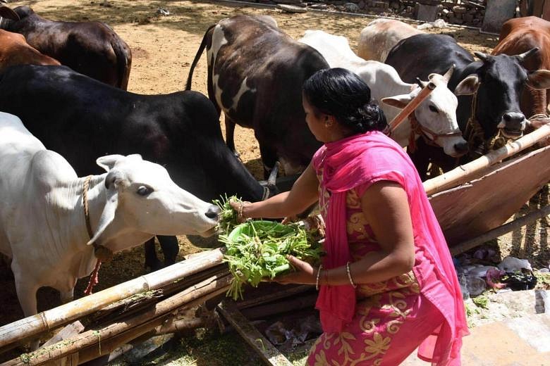 India Police Arrest 3 Over Cow Vigilante Murder | The Straits Times